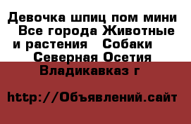Девочка шпиц пом мини - Все города Животные и растения » Собаки   . Северная Осетия,Владикавказ г.